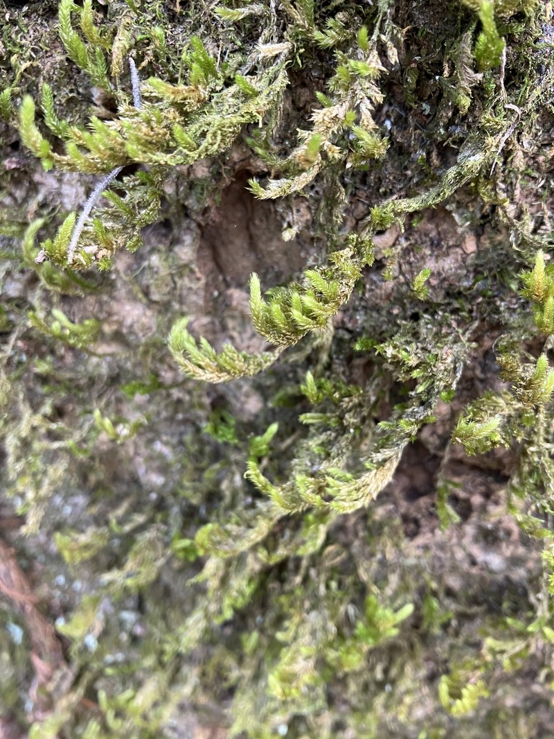 Pohl's Pireella Moss photo 5