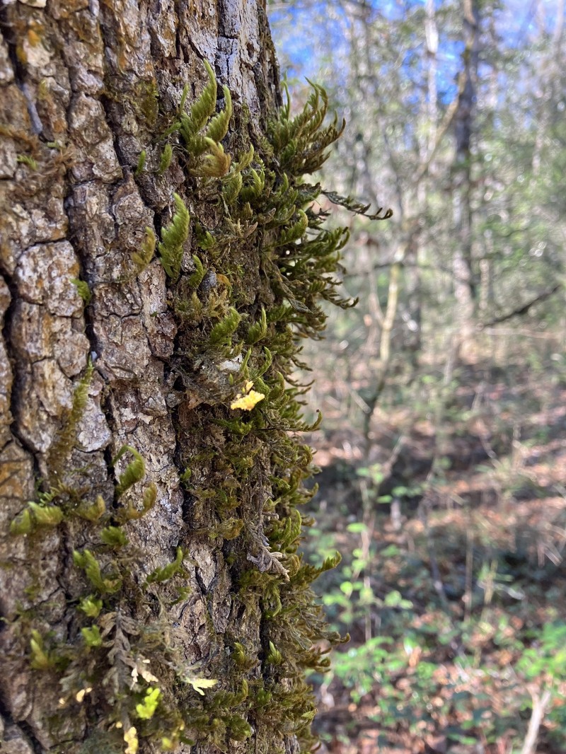 Pohl's Pireella Moss photo 6