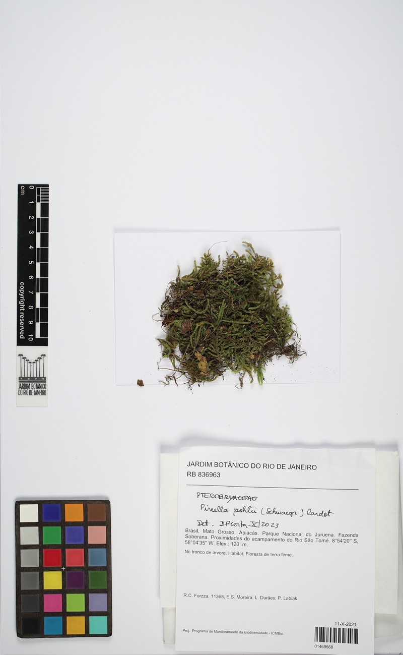 Pohl's Pireella Moss photo 8