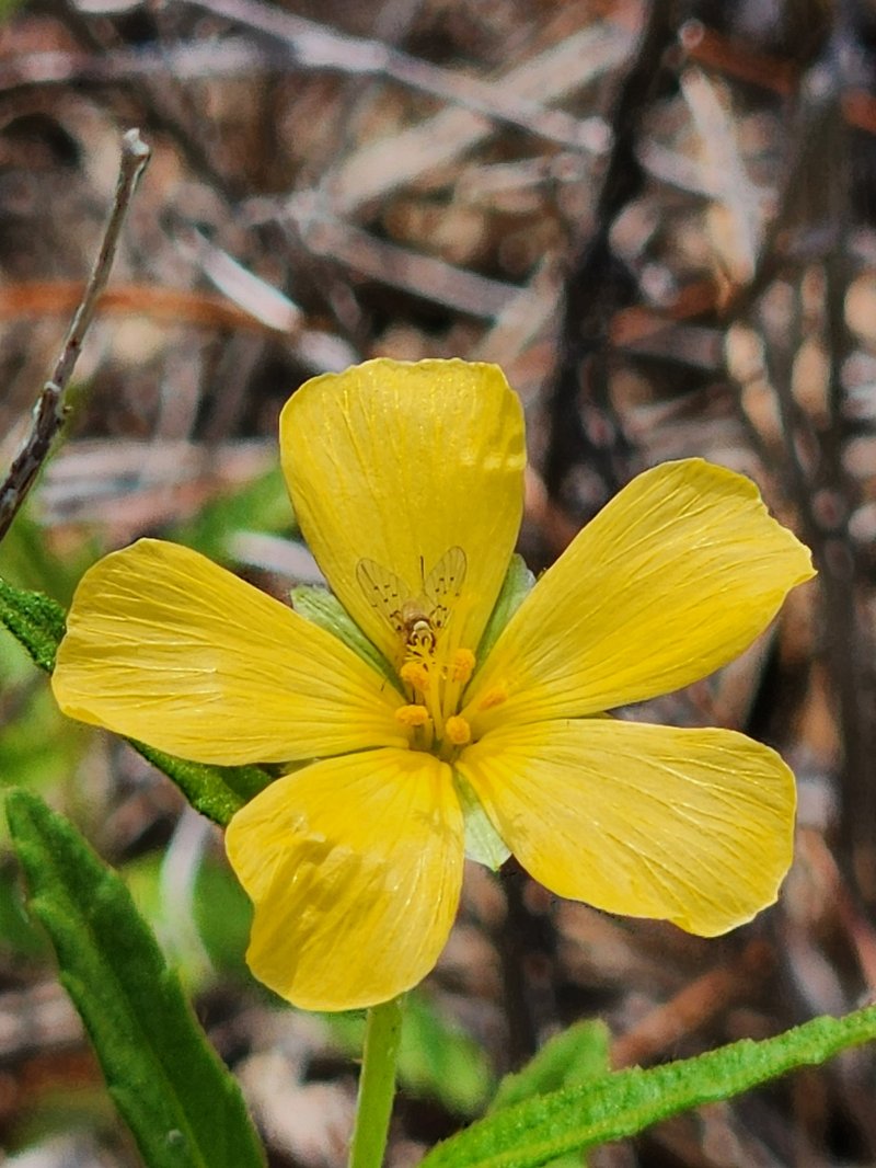 Pitted Stripeseed