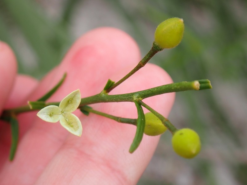 Pitted Stripeseed photo 2