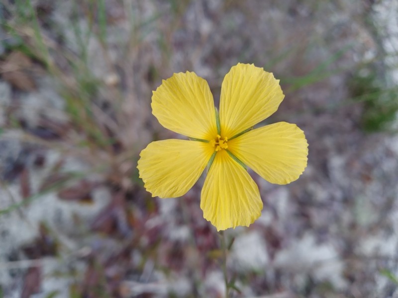 Pitted Stripeseed photo 7