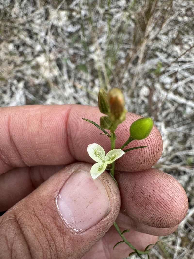 Piriqueta cistoides subsp. caroliniana