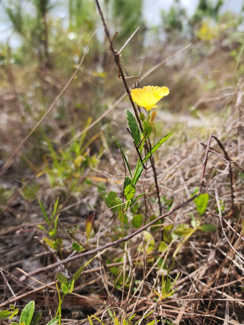 Piriqueta cistoides subsp. caroliniana photo 2