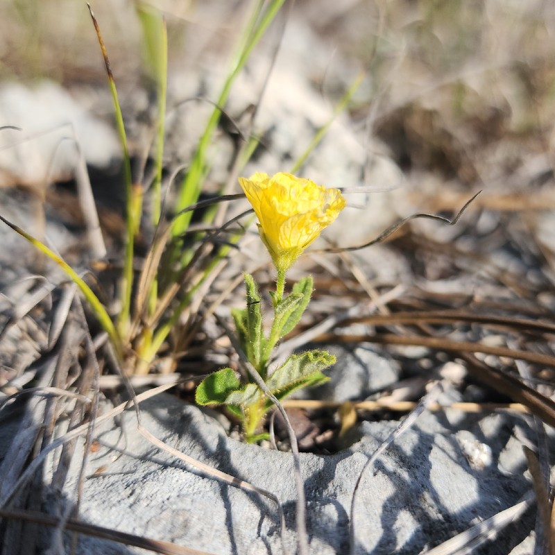 Piriqueta cistoides subsp. caroliniana photo 3