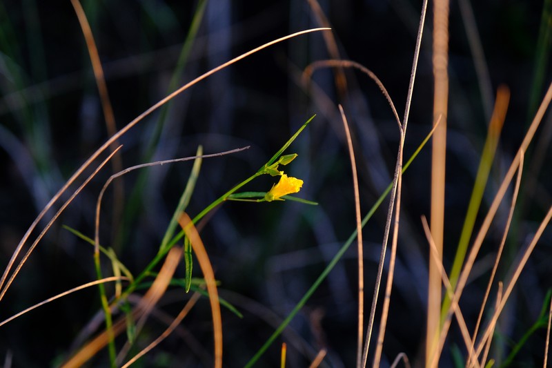 Piriqueta cistoides subsp. caroliniana photo 4