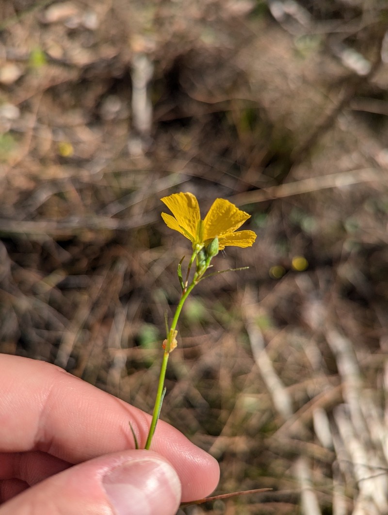 Piriqueta cistoides subsp. caroliniana photo 5