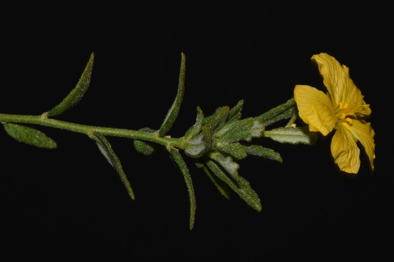 Piriqueta cistoides subsp. caroliniana photo 6