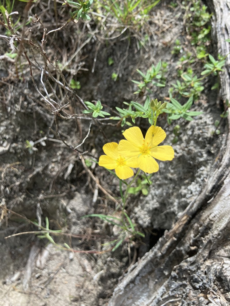 Piriqueta cistoides subsp. caroliniana photo 8