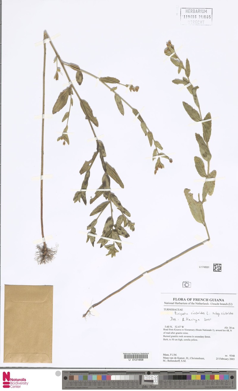 Piriqueta cistoides subsp. cistoides