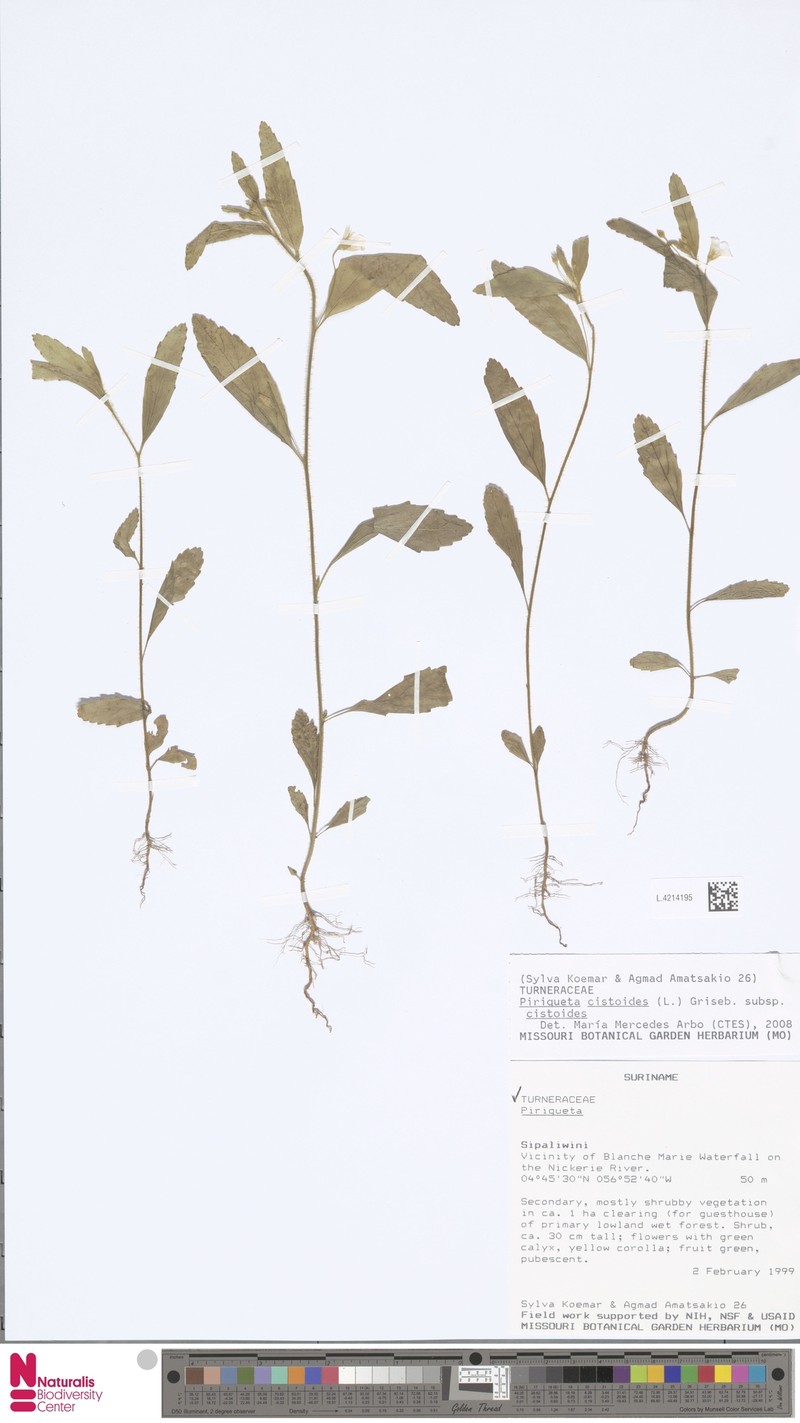 Piriqueta cistoides subsp. cistoides photo 2