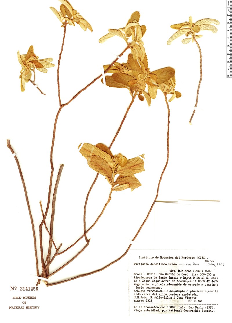 Piriqueta densiflora var. densiflora