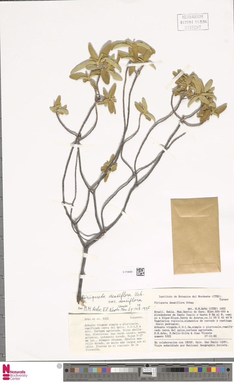 Piriqueta densiflora var. densiflora photo 2