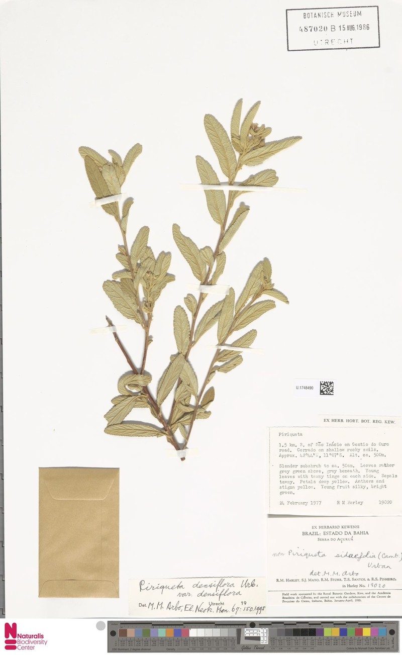 Piriqueta densiflora var. densiflora photo 3