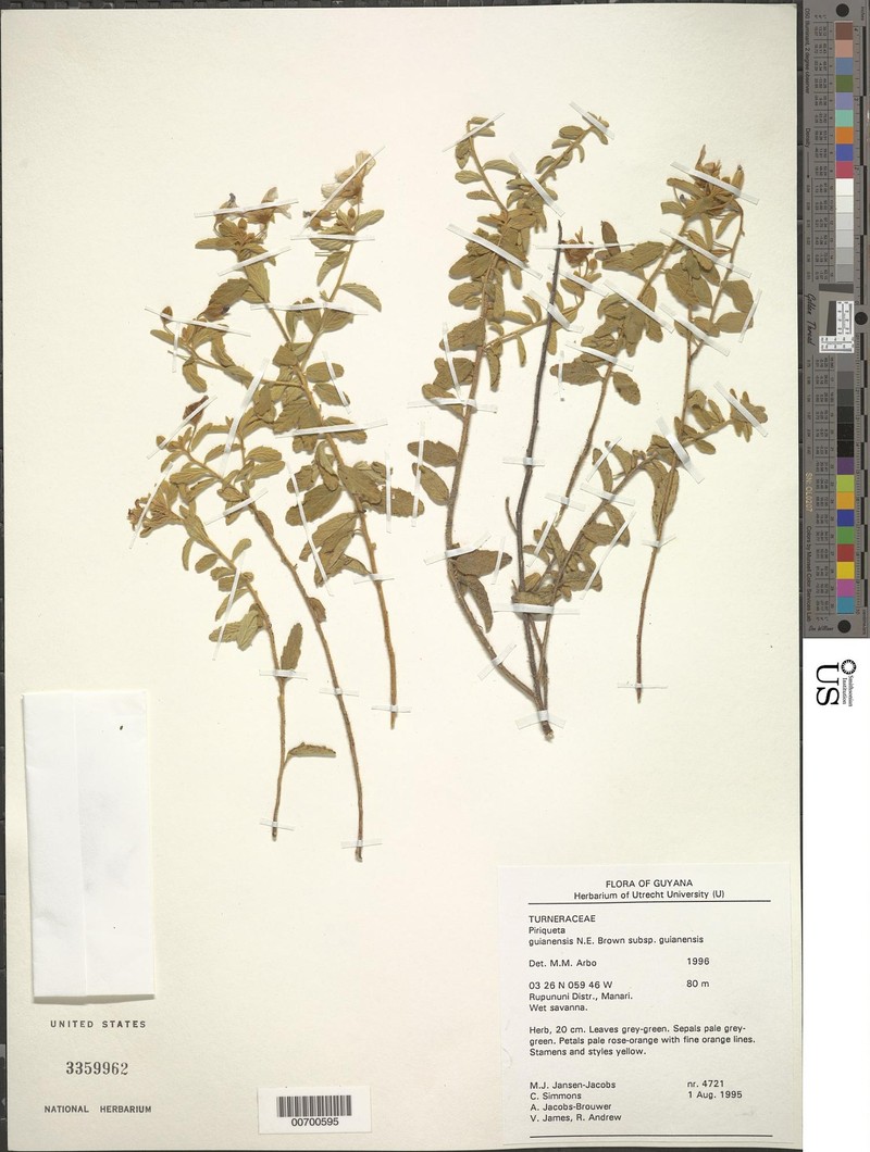 Piriqueta guianensis subsp. guianensis