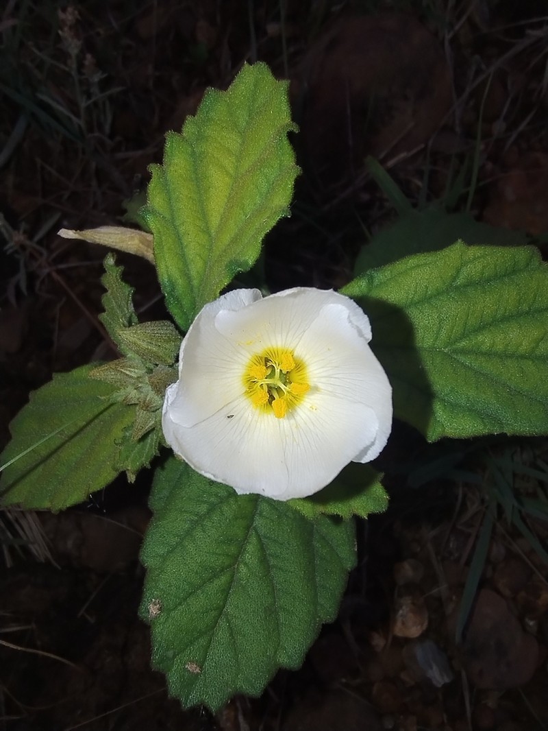 Piriqueta pampeana