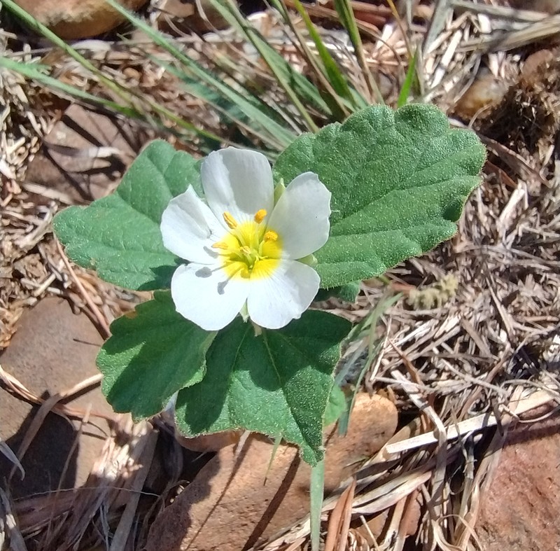 Piriqueta pampeana photo 2