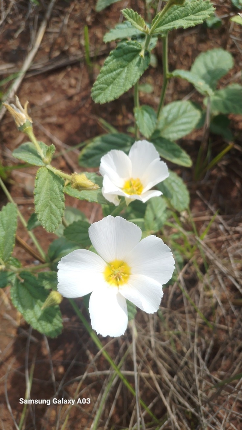 Piriqueta pampeana photo 3