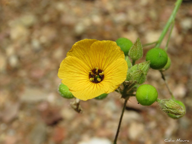 Rigid Stripeseed