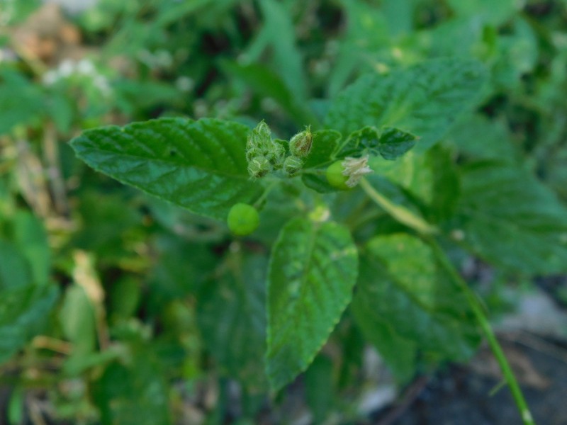 Rigid Stripeseed photo 7