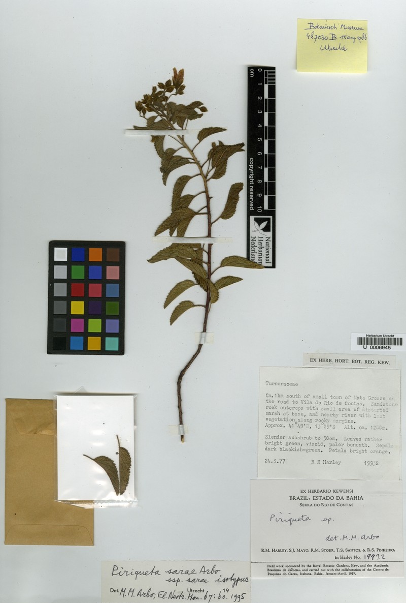 Piriqueta sarae var. sarae