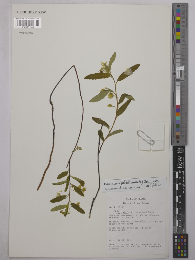 Piriqueta sidifolia var. sidifolia