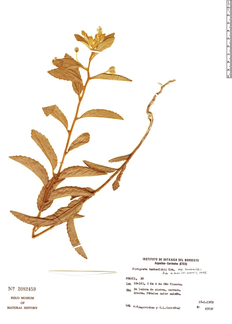 Piriqueta tamberlikii subsp. tamberlikii