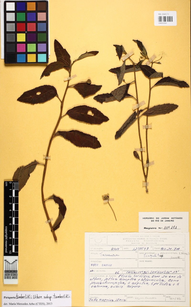 Piriqueta tamberlikii subsp. tamberlikii photo 2