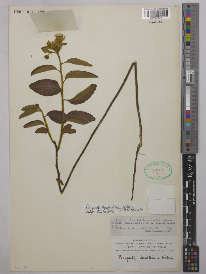 Piriqueta tamberlikii subsp. tamberlikii photo 3