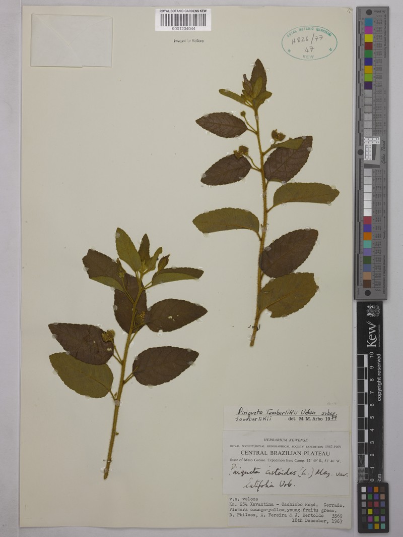 Piriqueta tamberlikii subsp. tamberlikii photo 4