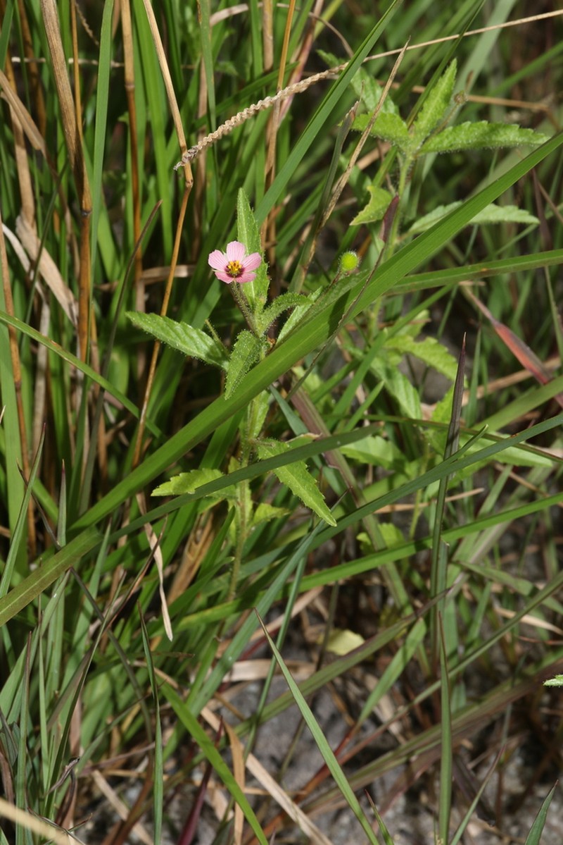 Purple Stripeseed