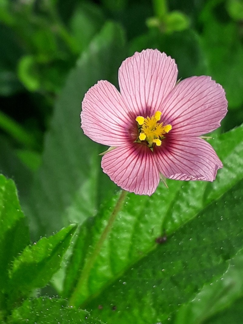 Purple Stripeseed photo 2