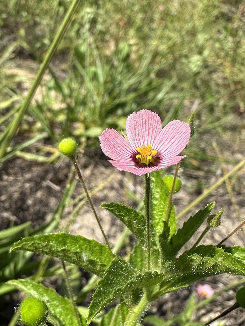 Purple Stripeseed photo 3