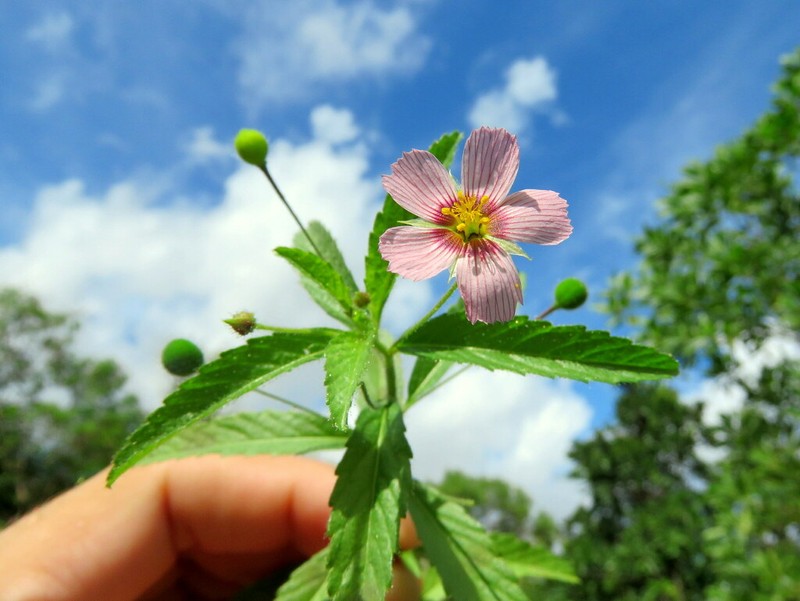 Purple Stripeseed photo 5