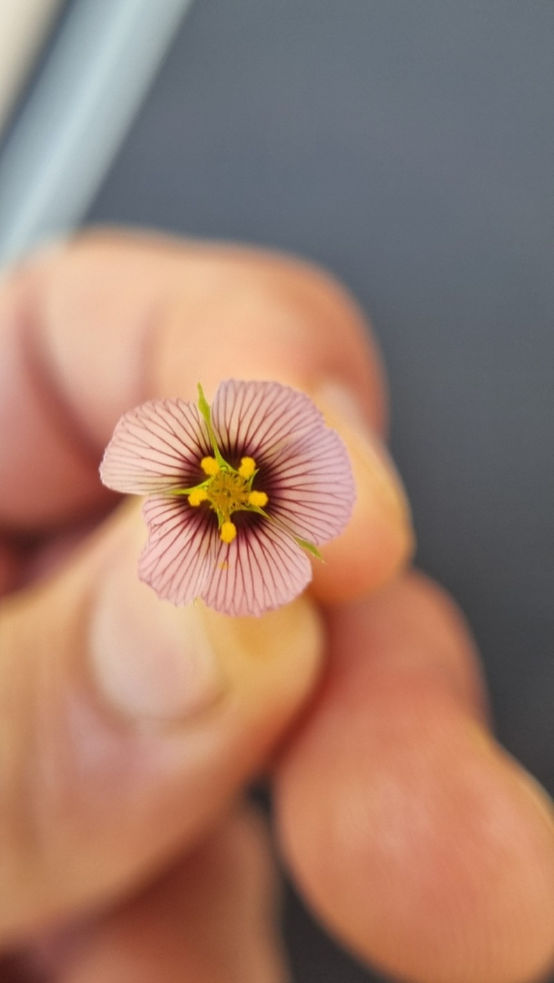 Purple Stripeseed photo 6