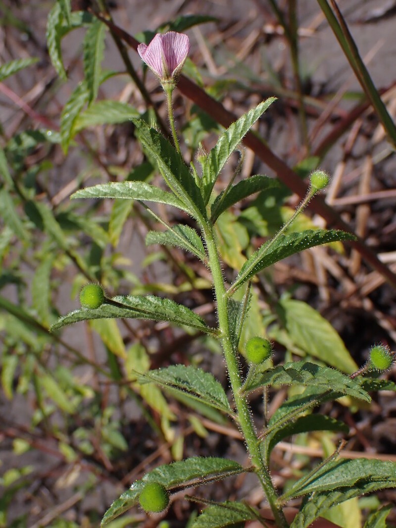Purple Stripeseed photo 7