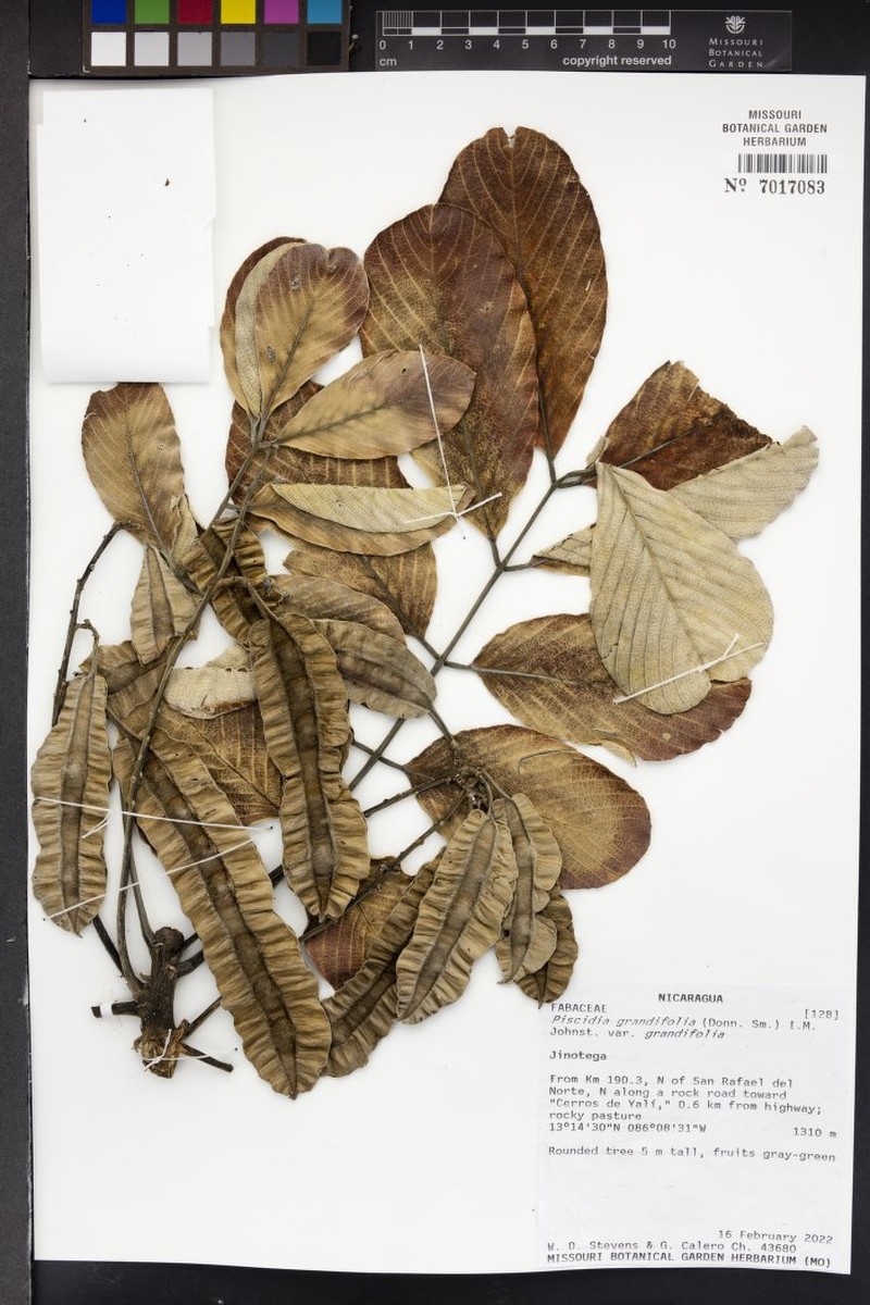 Piscidia grandifolia var. grandifolia