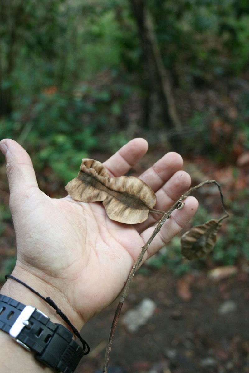 Piscidia grandifolia var. grandifolia photo 2