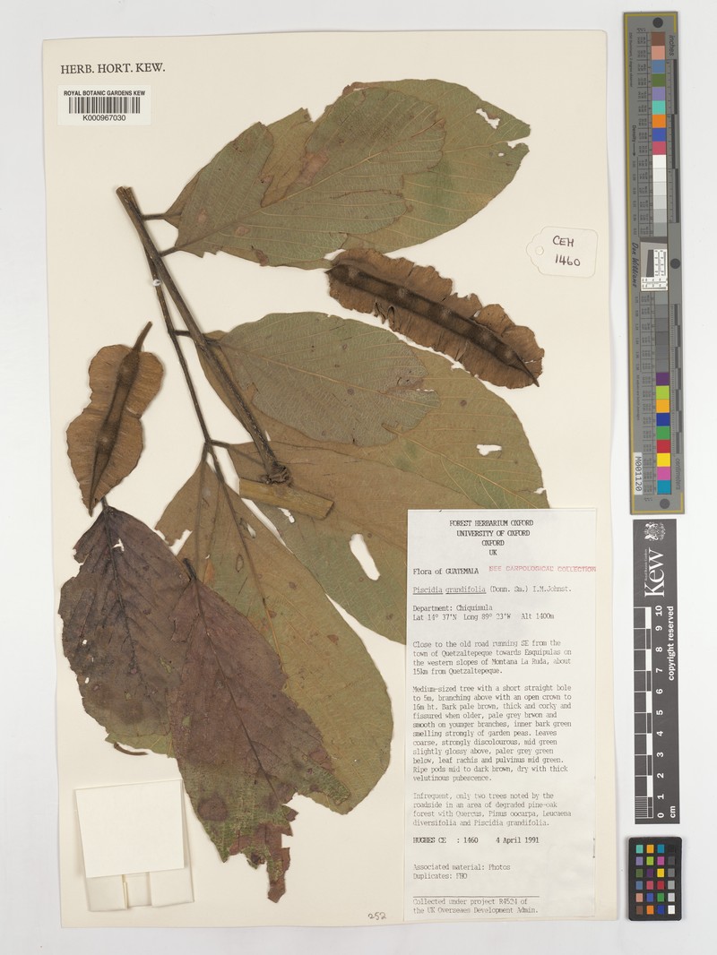 Piscidia grandifolia var. grandifolia photo 3