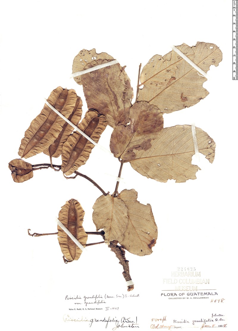 Piscidia grandifolia var. grandifolia photo 4
