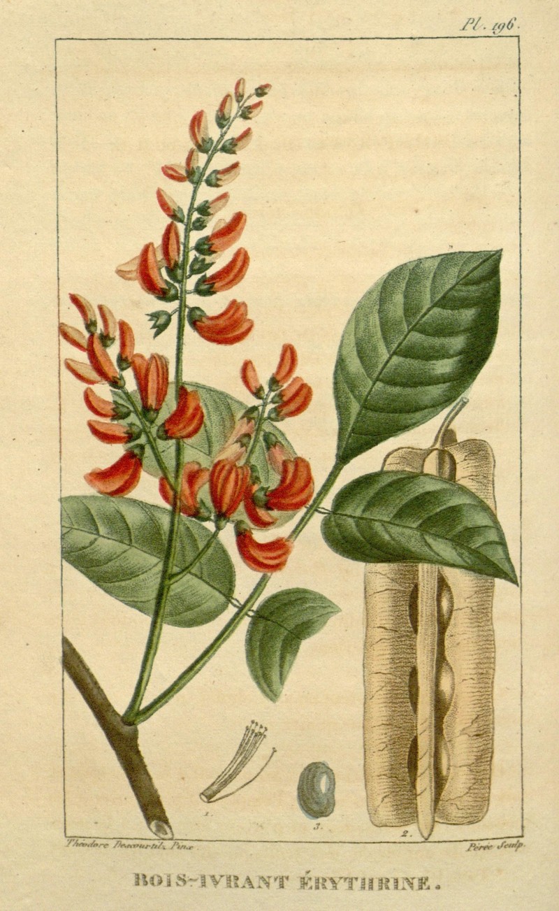 Florida Fishpoison Tree photo 3