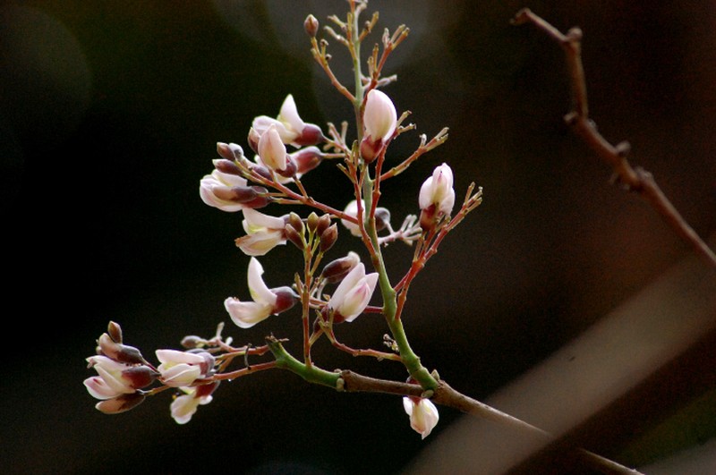 Florida Fishpoison Tree photo 4