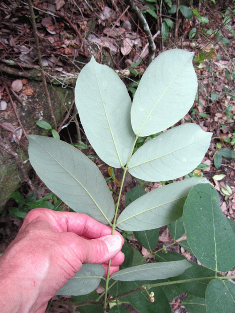 Florida Fishpoison Tree photo 5