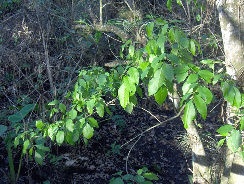 Florida Fishpoison Tree photo 6