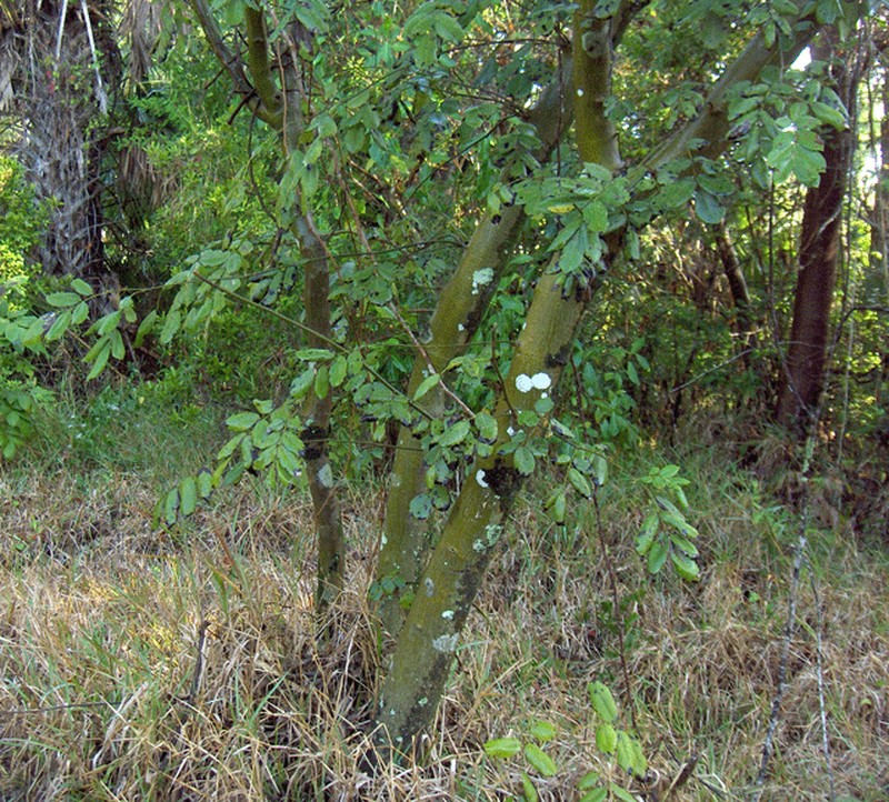 Florida Fishpoison Tree photo 2