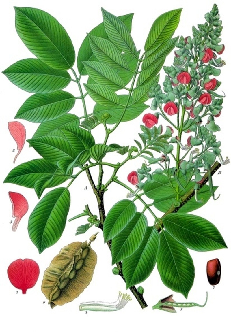 Florida Fishpoison Tree