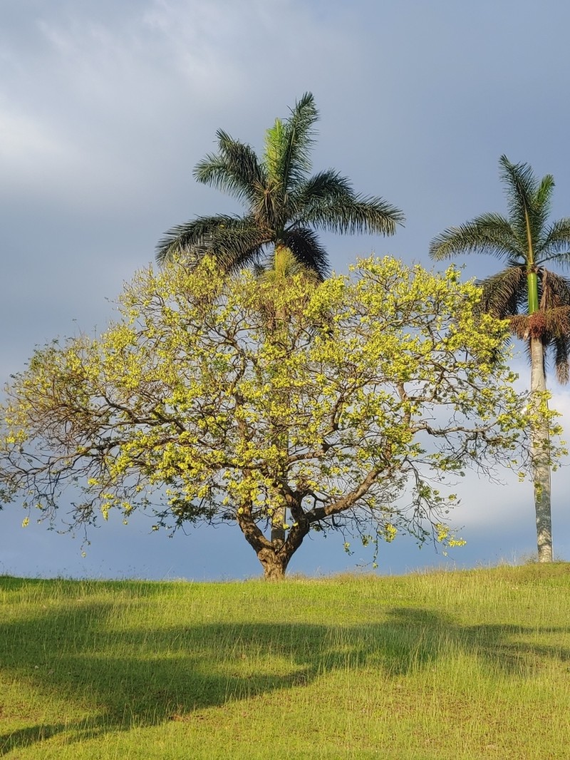 Florida Fishpoison Tree photo 3