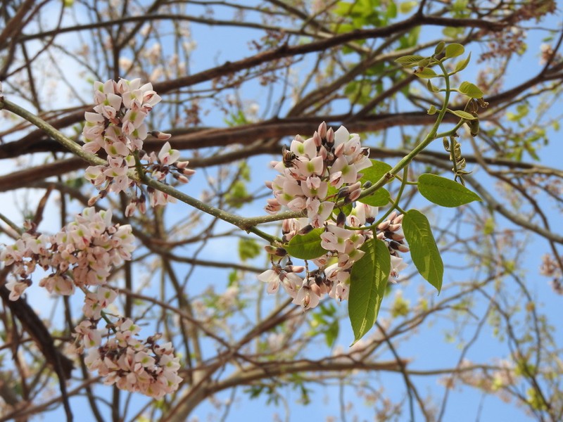 Florida Fishpoison Tree photo 5