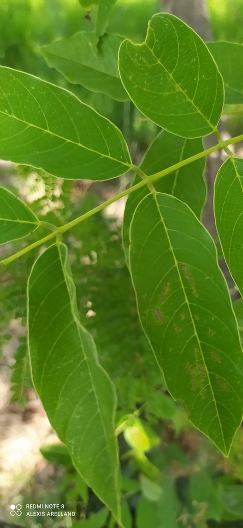 Florida Fishpoison Tree photo 6