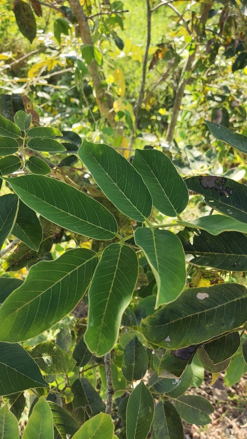 Florida Fishpoison Tree photo 7
